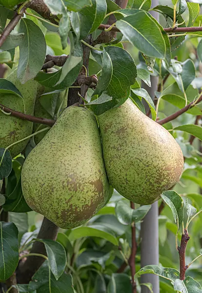 675312 - Kulturbirne (Pyrus communis 'Cepuna')