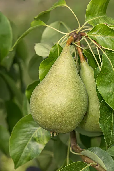664353 - Kulturbirne (Pyrus communis 'Condo')
