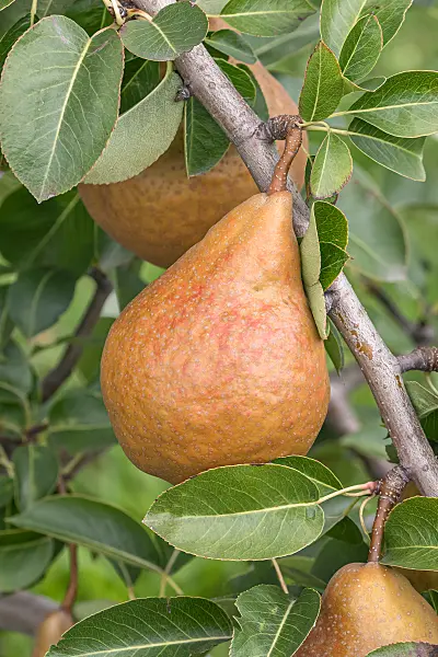 675316 - Kulturbirne (Pyrus communis 'Durondeau de Tongre')