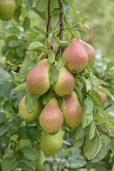 547250 - Kulturbirne (Pyrus communis 'Elektra')