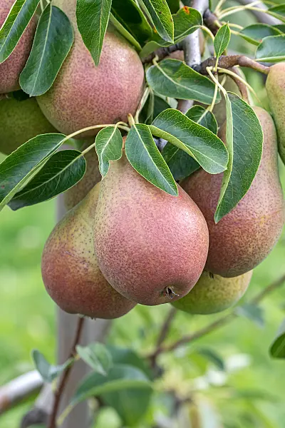 675332 - Kulturbirne (Pyrus communis 'Fred')