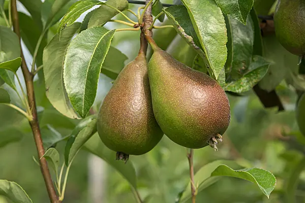 664360 - Kulturbirne (Pyrus communis 'Gute Luise von Avranches')