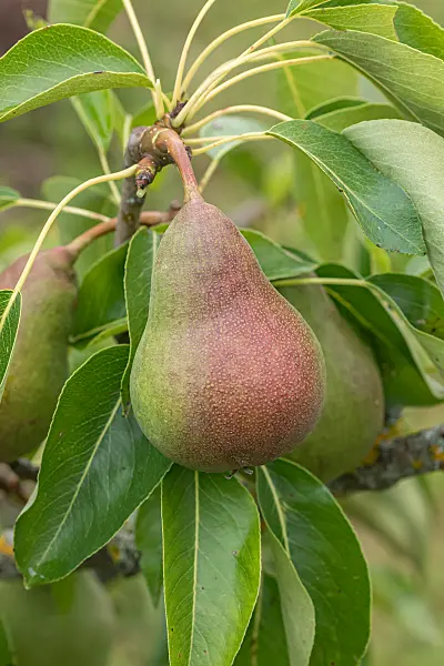 664354 - Kulturbirne (Pyrus communis 'Harrow Delight')