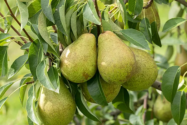 675317 - Kulturbirne (Pyrus communis 'Herzogin Elsa')