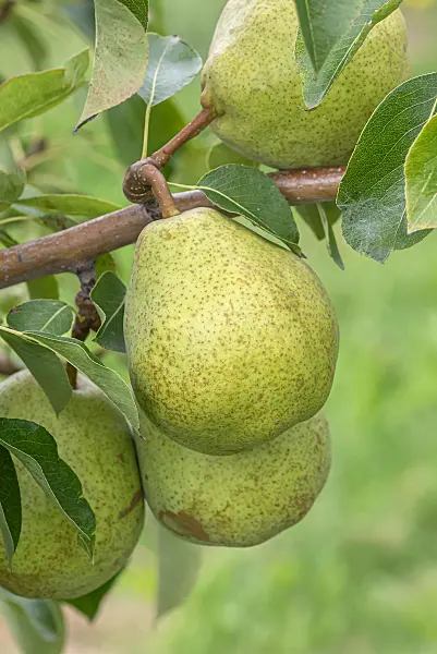 675319 - Kulturbirne (Pyrus communis 'Herzogin von Angouleme')