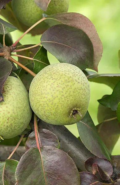 675321 - Kulturbirne (Pyrus communis 'Karcherbirne')