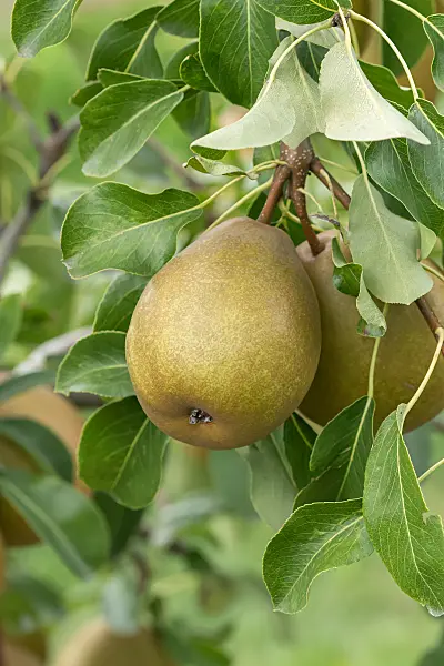 675327 - Kulturbirne (Pyrus communis 'Président Héron')