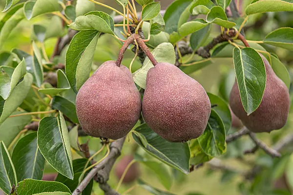 664355 - Kulturbirne (Pyrus communis 'Rote Williams Christ')