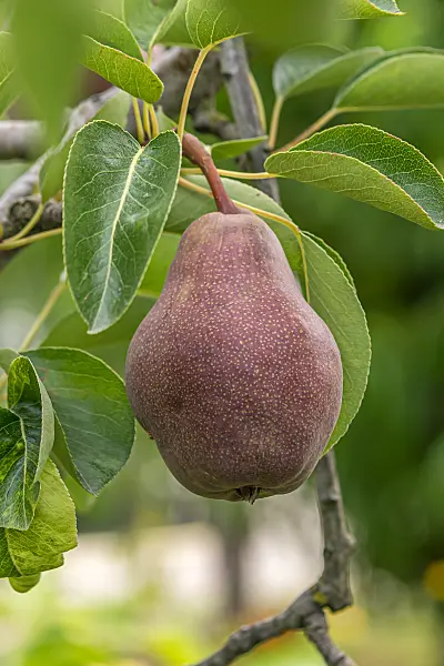 664356 - Kulturbirne (Pyrus communis 'Rote Williams Christ')