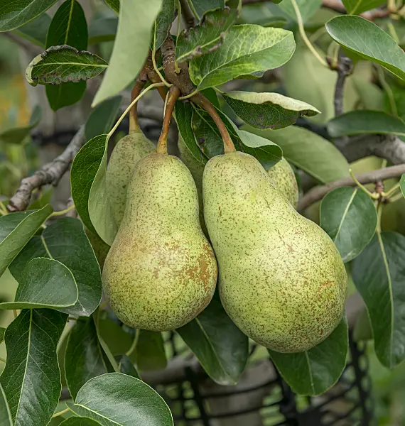 664357 - Kulturbirne (Pyrus communis 'Triomphe de Vienne')