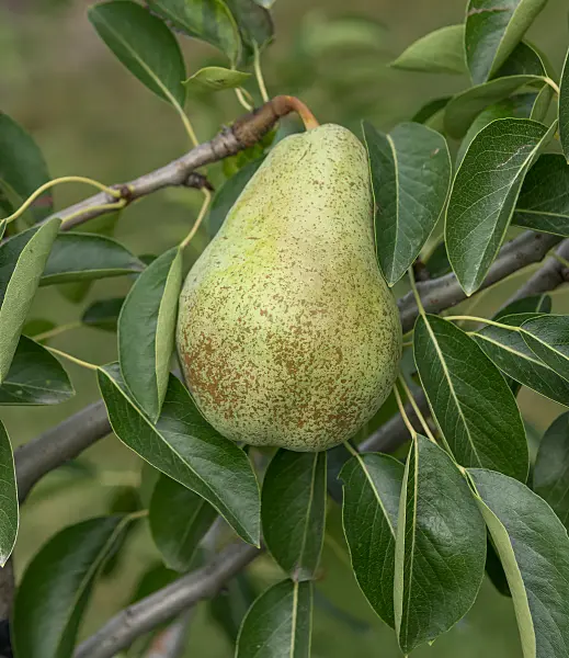 664358 - Kulturbirne (Pyrus communis 'Triomphe de Vienne')
