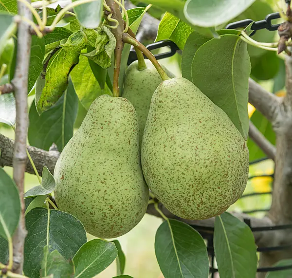 664359 - Kulturbirne (Pyrus communis 'Triomphe de Vienne')