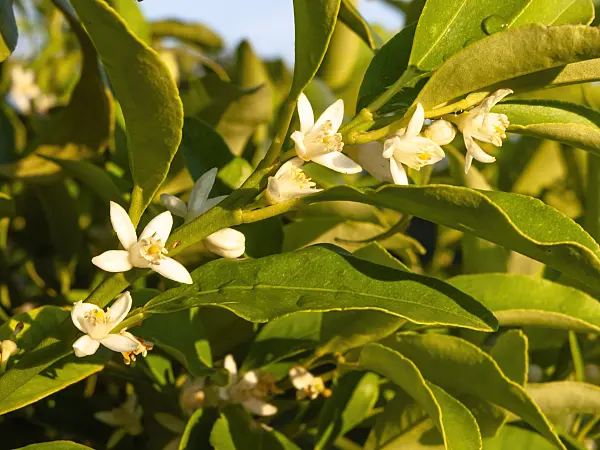 440016 - Kumquat (Fortunella margarita)