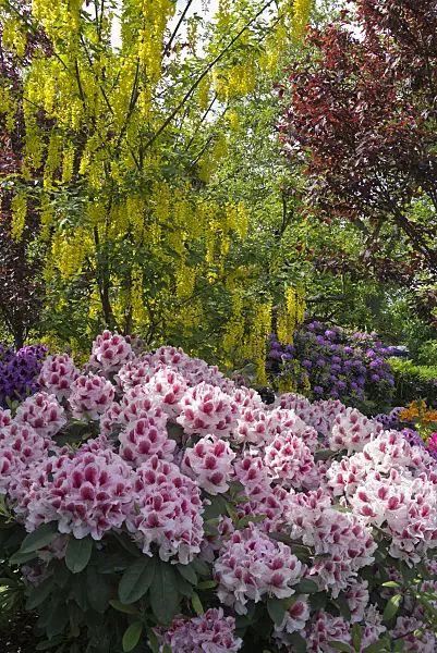 556144 - (laburnums) (Laburnum) and rhododendrons (Rhododendron)