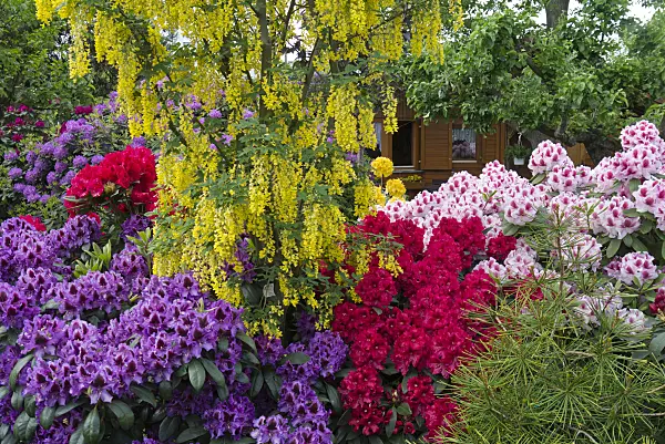 556145 - (laburnums) (Laburnum) and rhododendrons (Rhododendron)