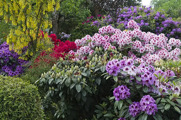 556146 - (laburnums) (Laburnum) and rhododendrons (Rhododendron)