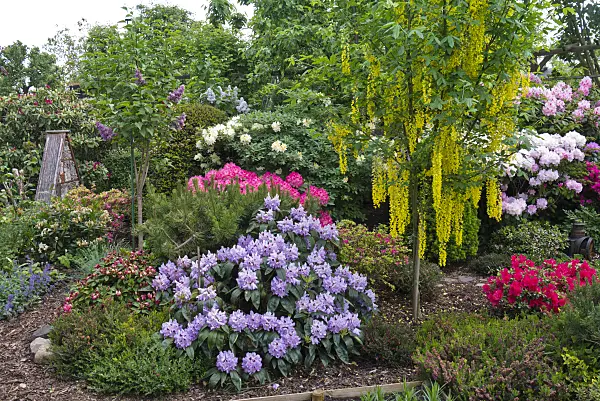 556147 - (laburnums) (Laburnum) and rhododendrons (Rhododendron)