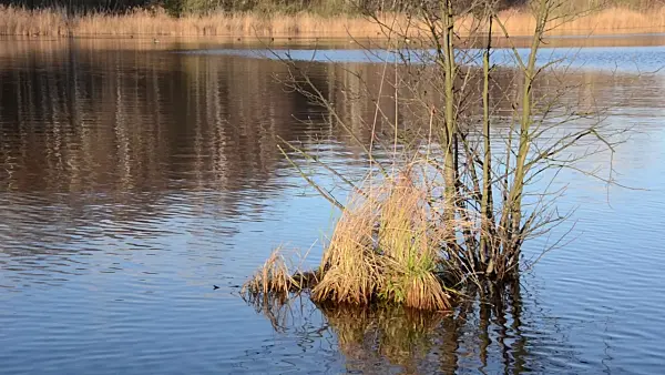 504095 - Lac hibernal, réserve naturelle de Mittelbruch, Berlin, Allemagne