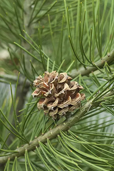 517265 - Lacebark pine (Pinus bungeana)