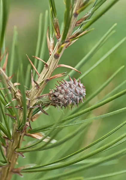 517266 - Lacebark pine (Pinus bungeana)