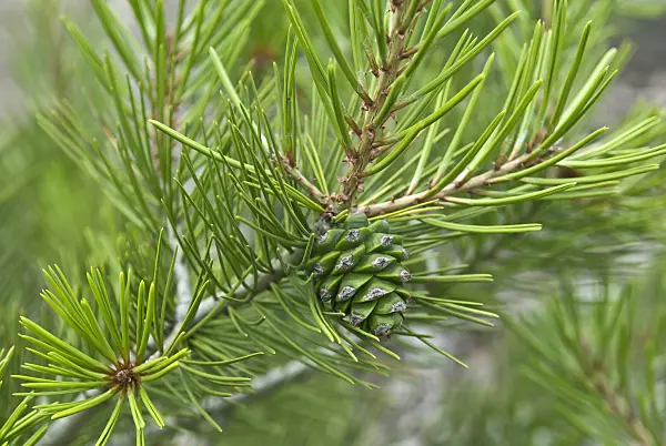 517267 - Lacebark pine (Pinus bungeana)