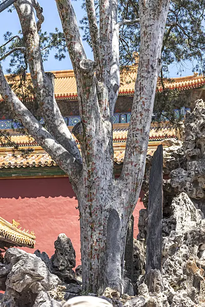 635136 - Lacebark pine (Pinus bungeana)