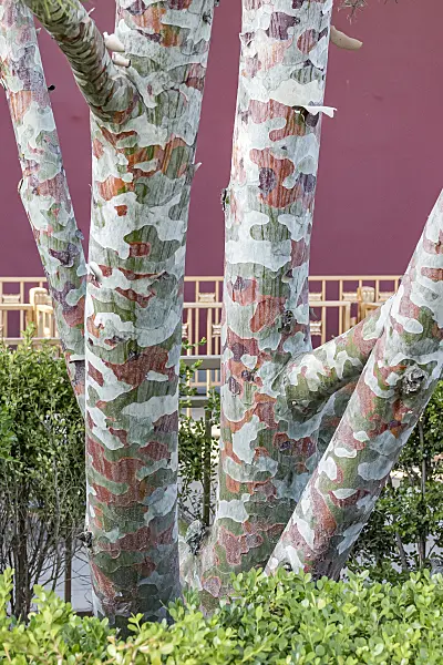 638183 - Lacebark pine (Pinus bungeana)