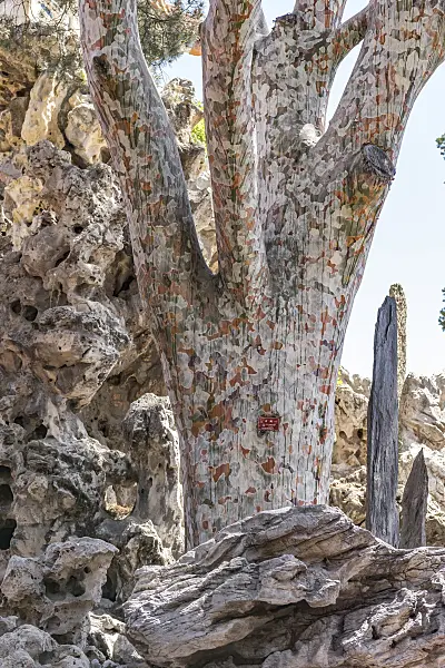 638184 - Lacebark pine (Pinus bungeana)