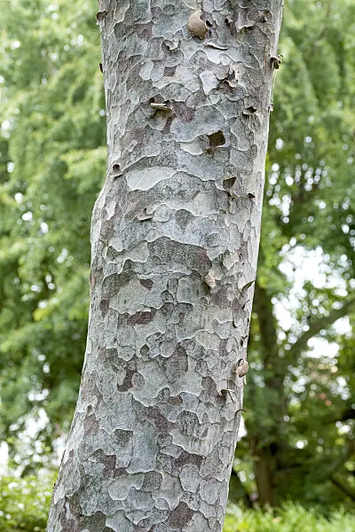 638186 - Lacebark pine (Pinus bungeana)