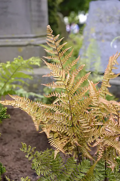 558094 - Lacy autumn fern (Dryopteris erythrosora)