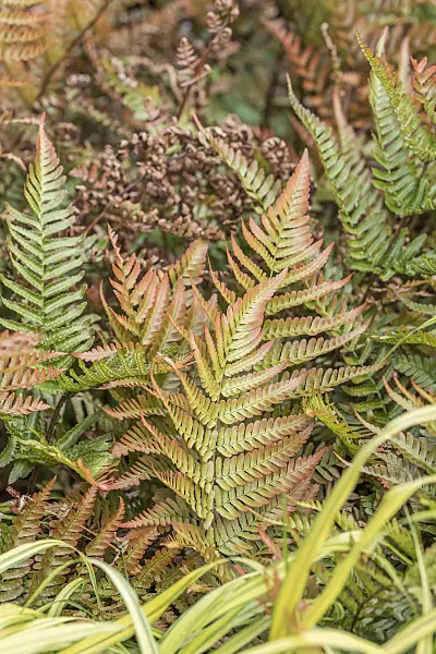 638084 - Lacy autumn fern (Dryopteris erythrosora)