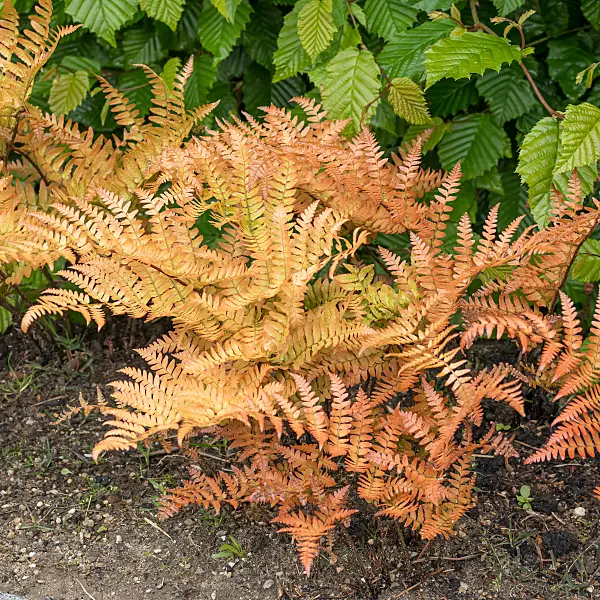 664121 - Lacy autumn fern (Dryopteris erythrosora)