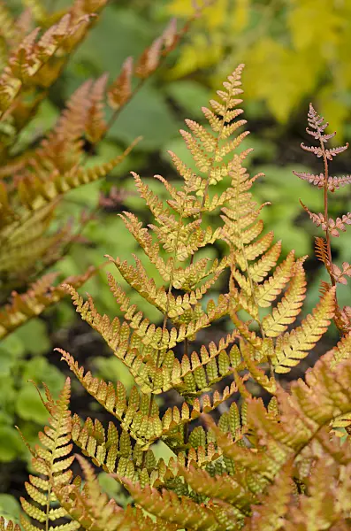 533420 - Lacy autumn fern (Dryopteris erythrosora var. prolifica)