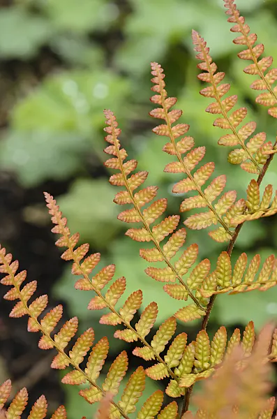 533421 - Lacy autumn fern (Dryopteris erythrosora var. prolifica)