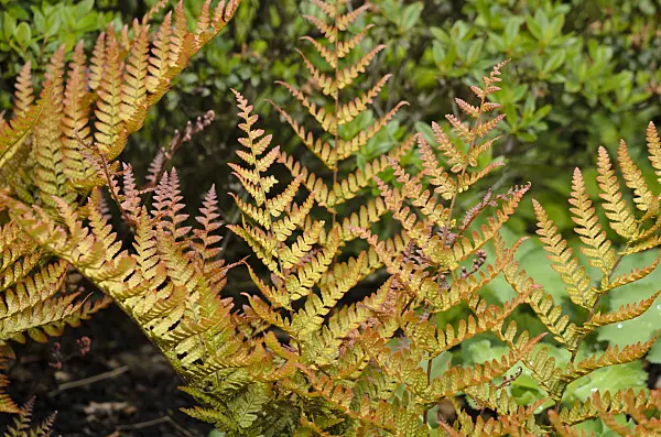 533422 - Lacy autumn fern (Dryopteris erythrosora var. prolifica)