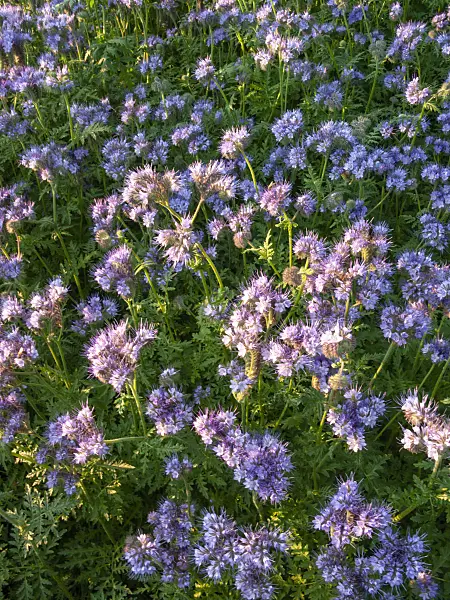 414025 - Lacy phacelia (Phacelia tanacetifolia)