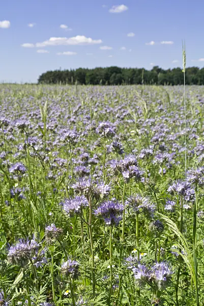 558291 - Lacy phacelia (Phacelia tanacetifolia)