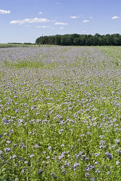 558292 - Lacy phacelia (Phacelia tanacetifolia)
