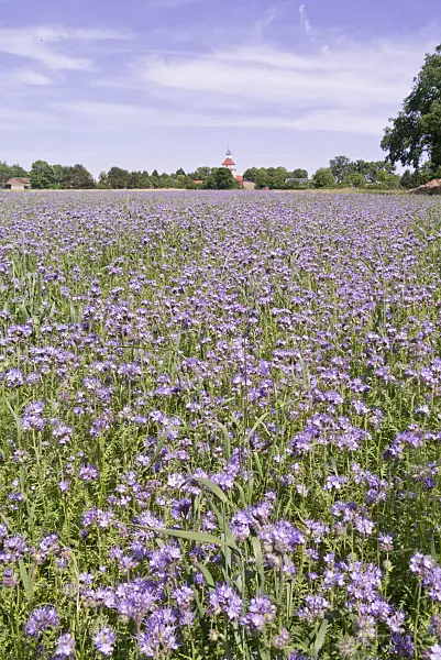 572108 - Lacy phacelia (Phacelia tanacetifolia)