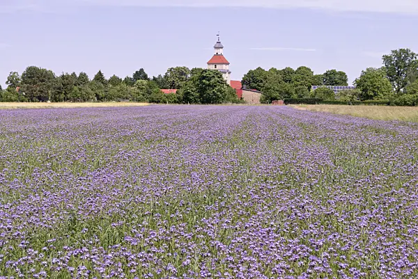 572109 - Lacy phacelia (Phacelia tanacetifolia)