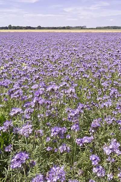 572112 - Lacy phacelia (Phacelia tanacetifolia)