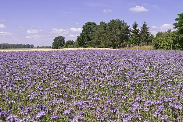 572116 - Lacy phacelia (Phacelia tanacetifolia)