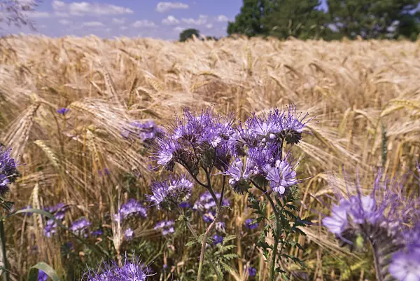 572117 - Lacy phacelia (Phacelia tanacetifolia) and barley (Hordeum)
