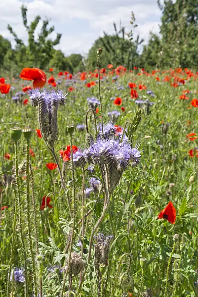 545115 - Lacy phacelia (Phacelia tanacetifolia) and corn poppy (Papaver rhoeas)