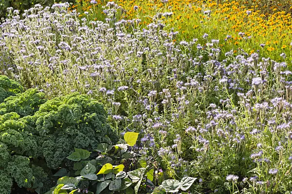 476233 - Lacy phacelias (Phacelia tanacetifolia) as green manure in a vegetable garden