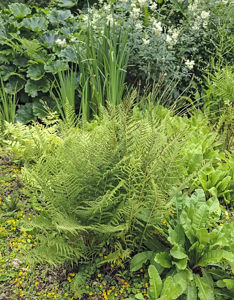 547070 - Lady fern (Athyrium filix-femina)