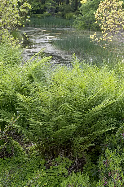 651095 - Lady fern (Athyrium filix-femina)