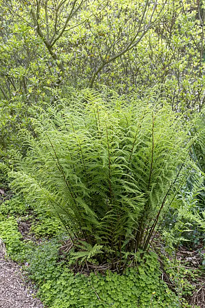 651096 - Lady fern (Athyrium filix-femina)