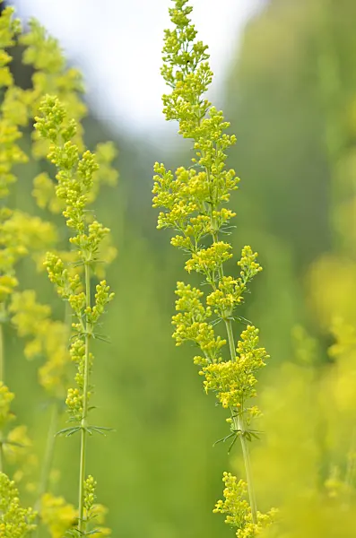 534086 - Lady's bedstraw (Galium verum)
