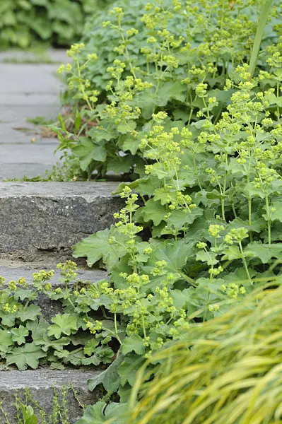 472345 - Lady's mantle (Alchemilla)